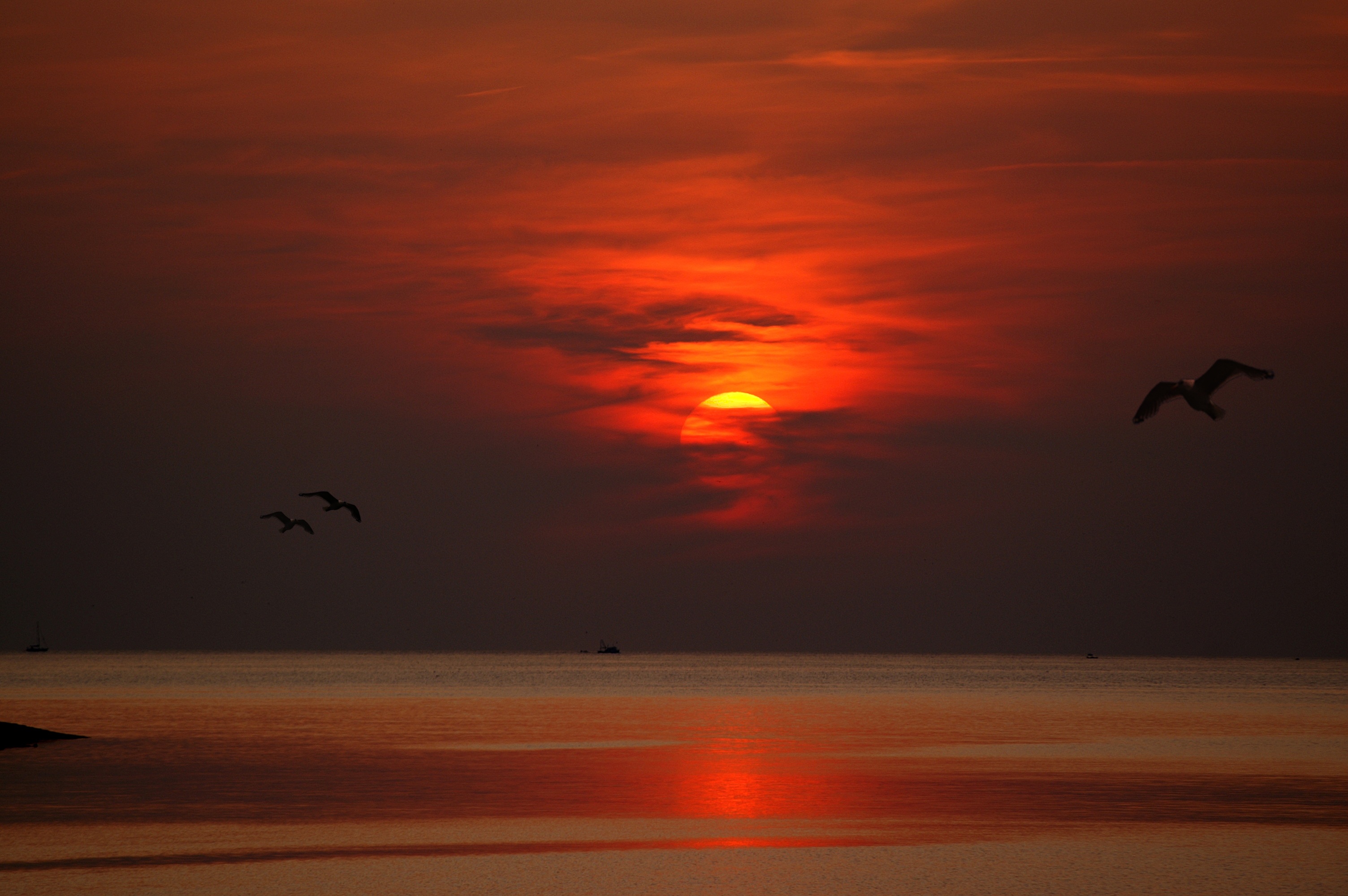 Birds Flying Wallpaper Sunset