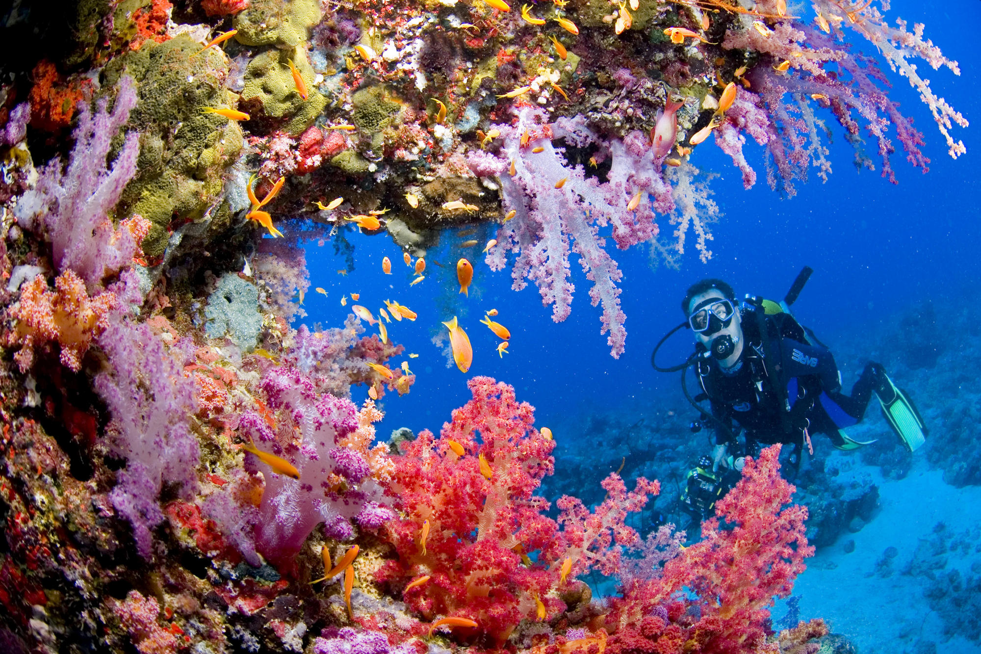 sports scuba diving ocean sea underwater coral reef people wallpaper
