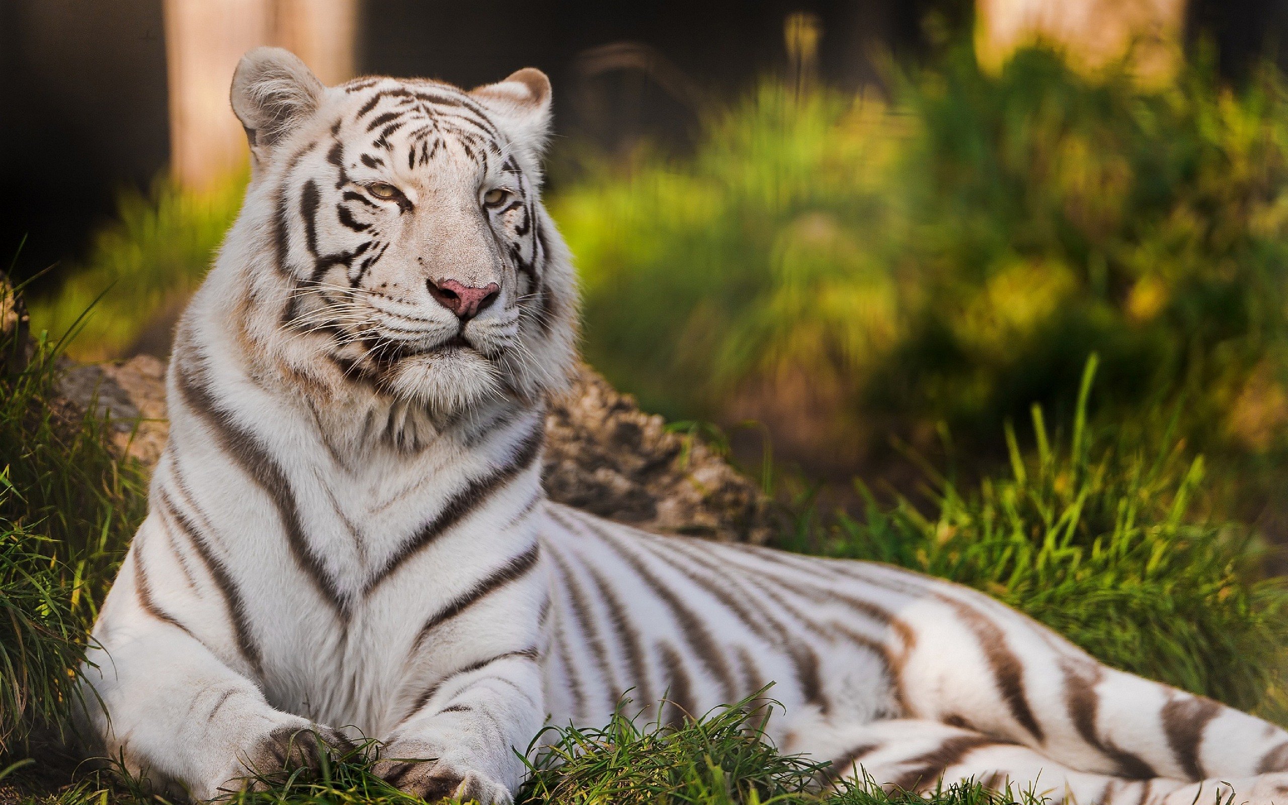 White Tiger Wallpapers Images Photos Pictures Backgrounds