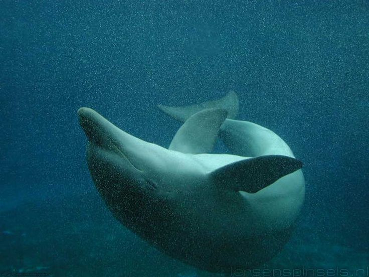 Dolphin Wallpaper Dolphinz