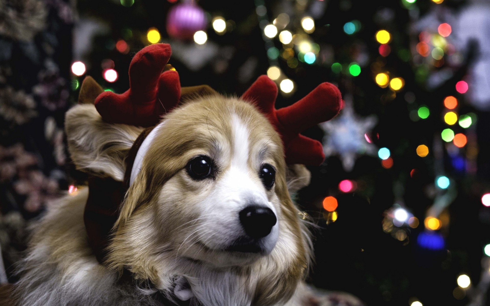 Christmas Puppy Widescreen Wallpaper