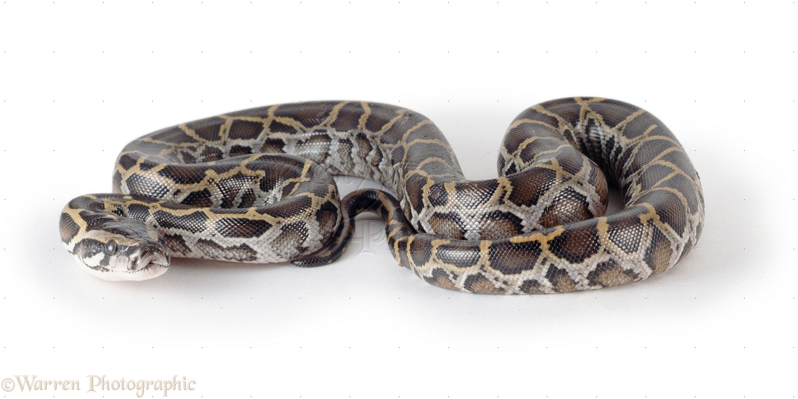 Burmese Pythons On Picture