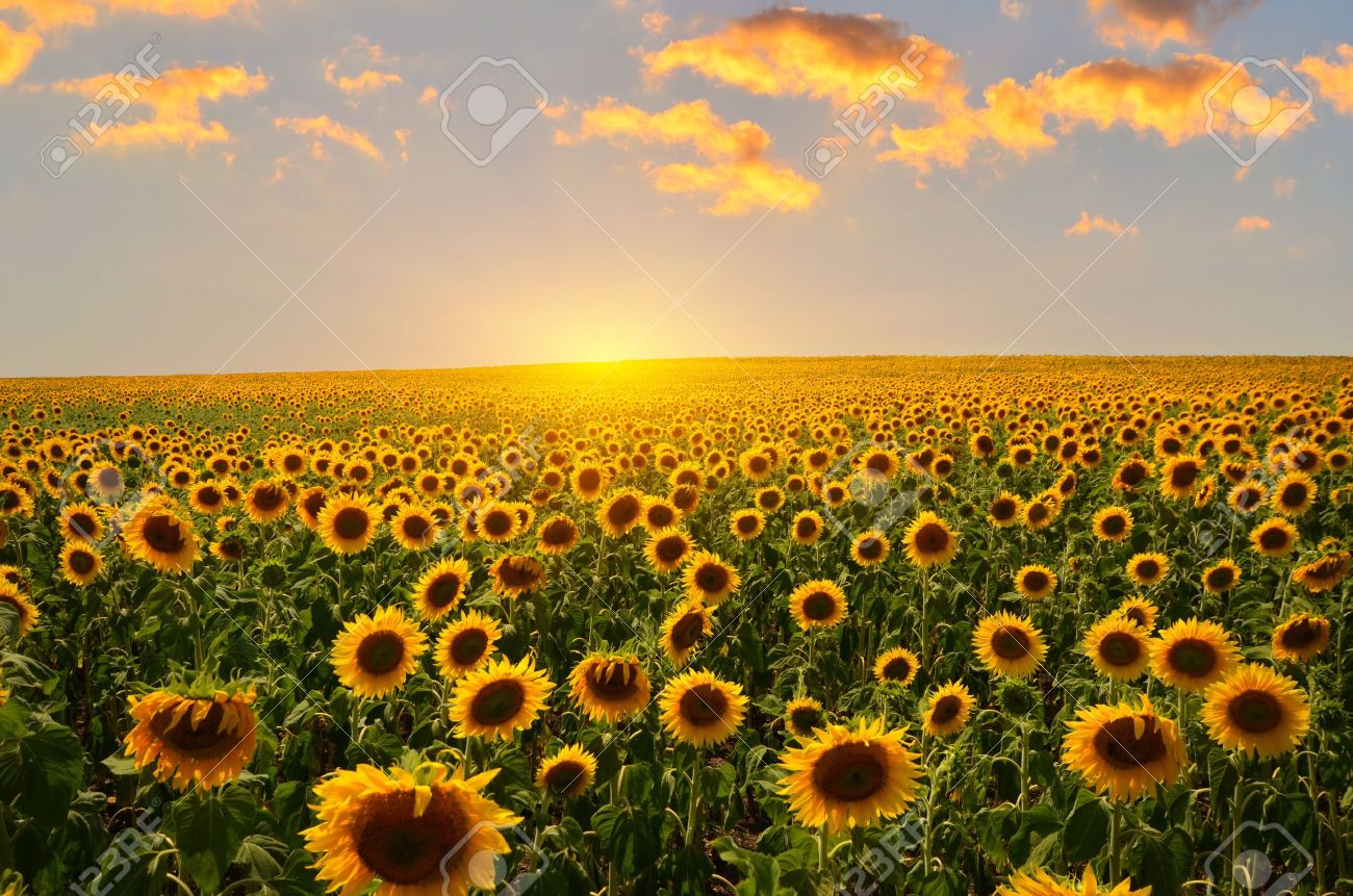 Field Of Blooming Sunflowers On A Background Sunset Stock Photo