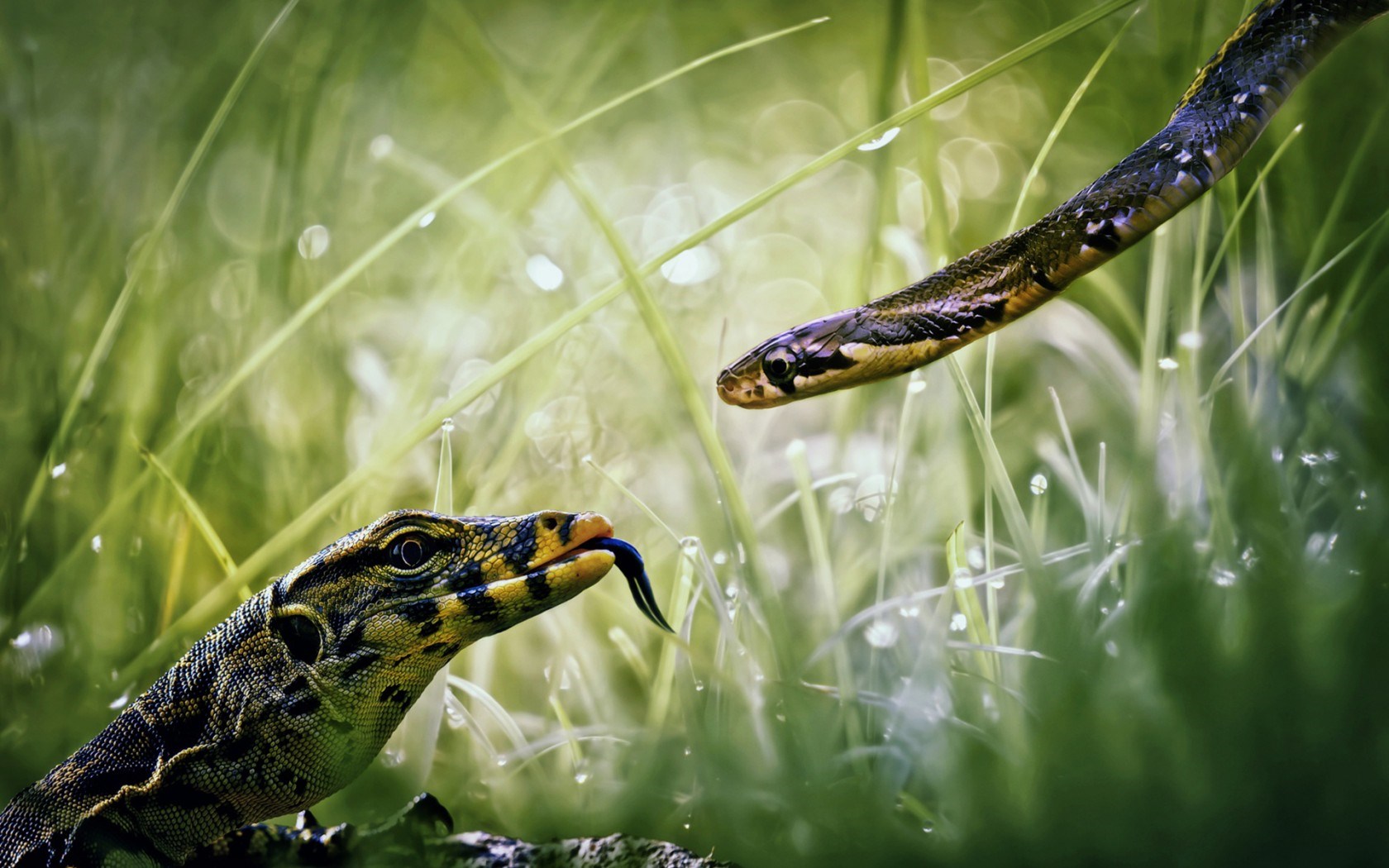 Animal Pla Snake Reptile Macro Wild Picture Wallpaper HD