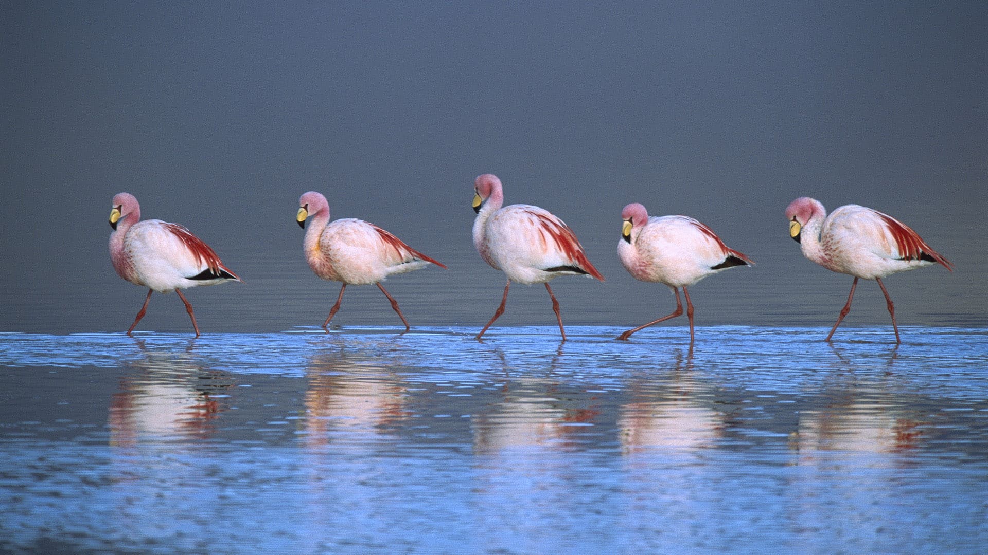 Flamingo Desktop Picture Wallpaper