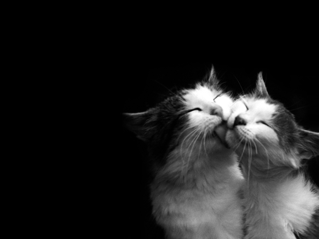 Cats Wallpaper High Quality And Resolution On