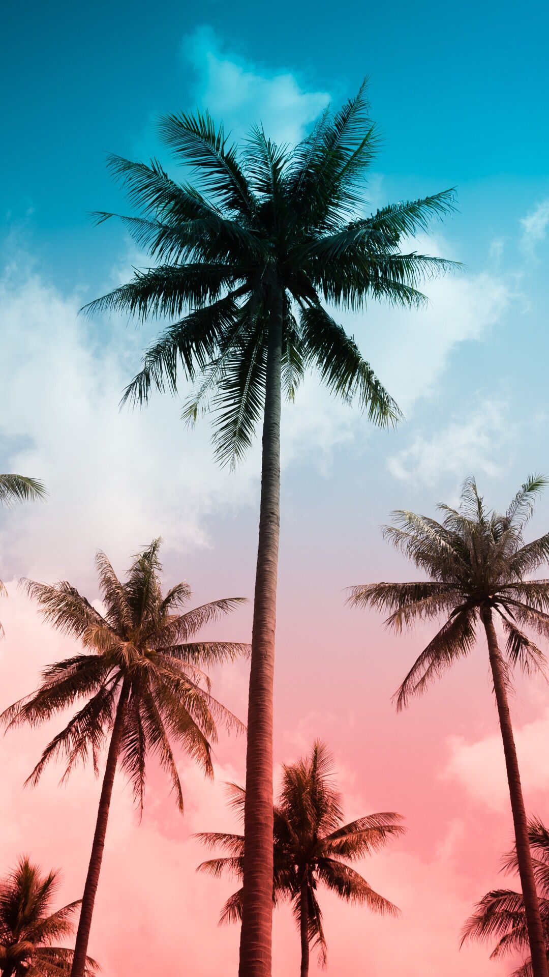 Palm Wallpaper On