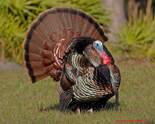 Wild Turkey Beautiful Breeding Colors Osceola Race Triple N Wildlife