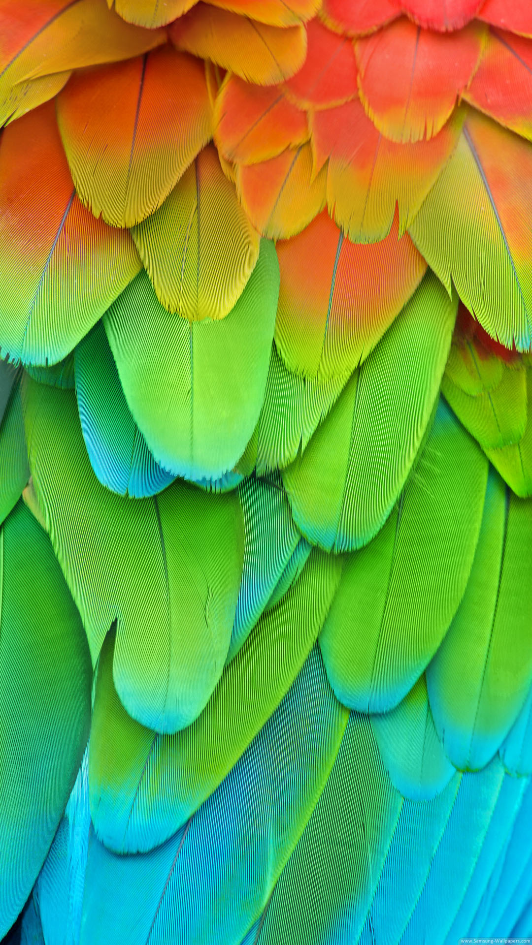 Green Feathers Wallpaper