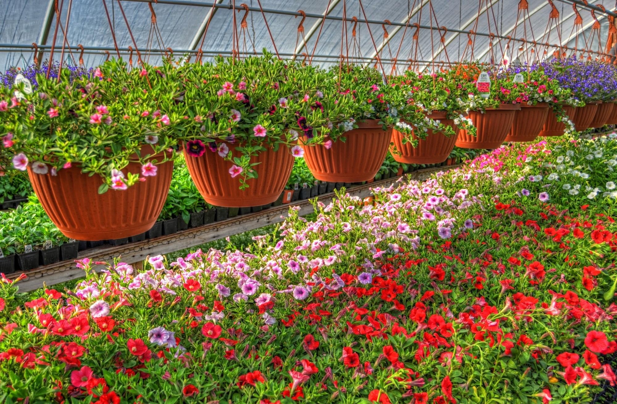 Petunia Kalihobriya Flowers Pots Lot Greenhouse Stock
