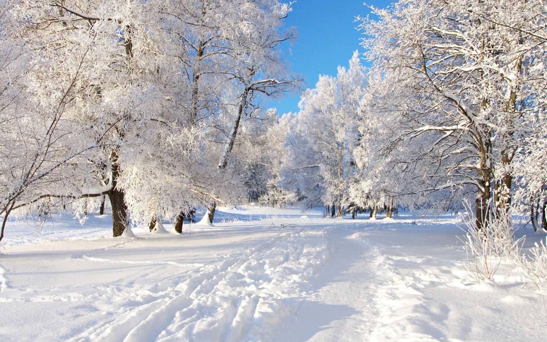 Winter Nature Wallpaper Image For Desktop X