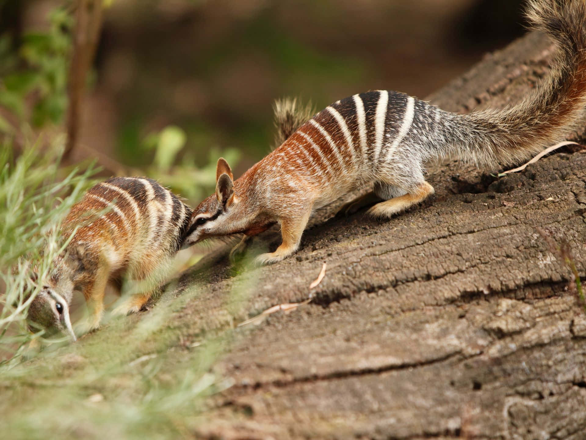 Two Numbats interacting on a log, showcasing their distinctive stripes and pointed noses