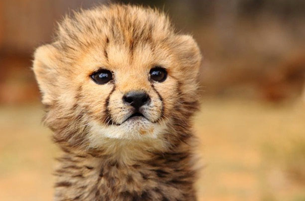 Baby Cheetah Close Up Is Just One Of The Cute Animals Africa