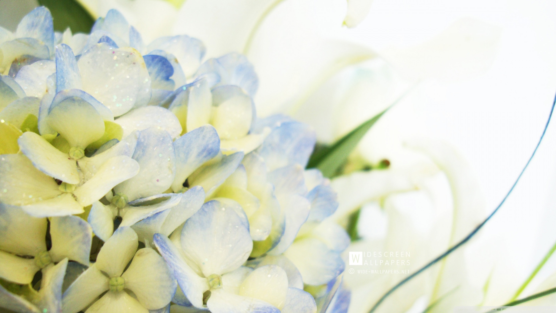 Blue Hydrangea And Lilies Wallpaper 1920x1080 Blue Hydrangea And 1920x1080