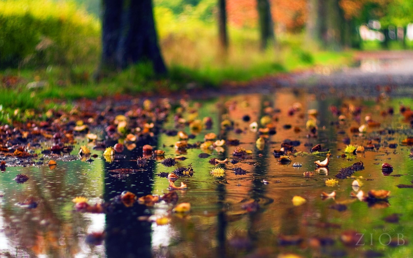 Close-up of a puddle reflecting the autumnal colors of trees and scattered with fallen leaves and chestnuts