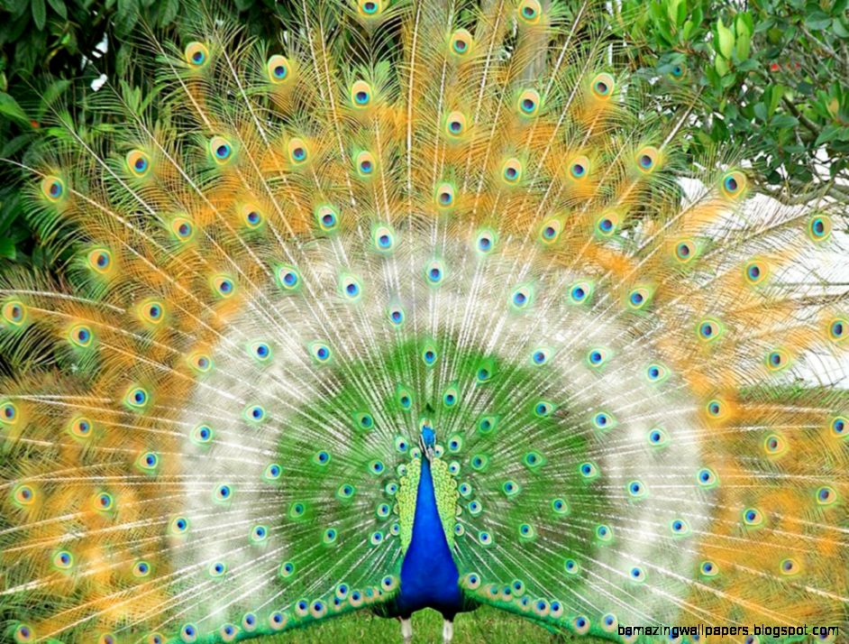 Top Most Beautiful And Sweet Peacock Wallpaper In HD HDhut