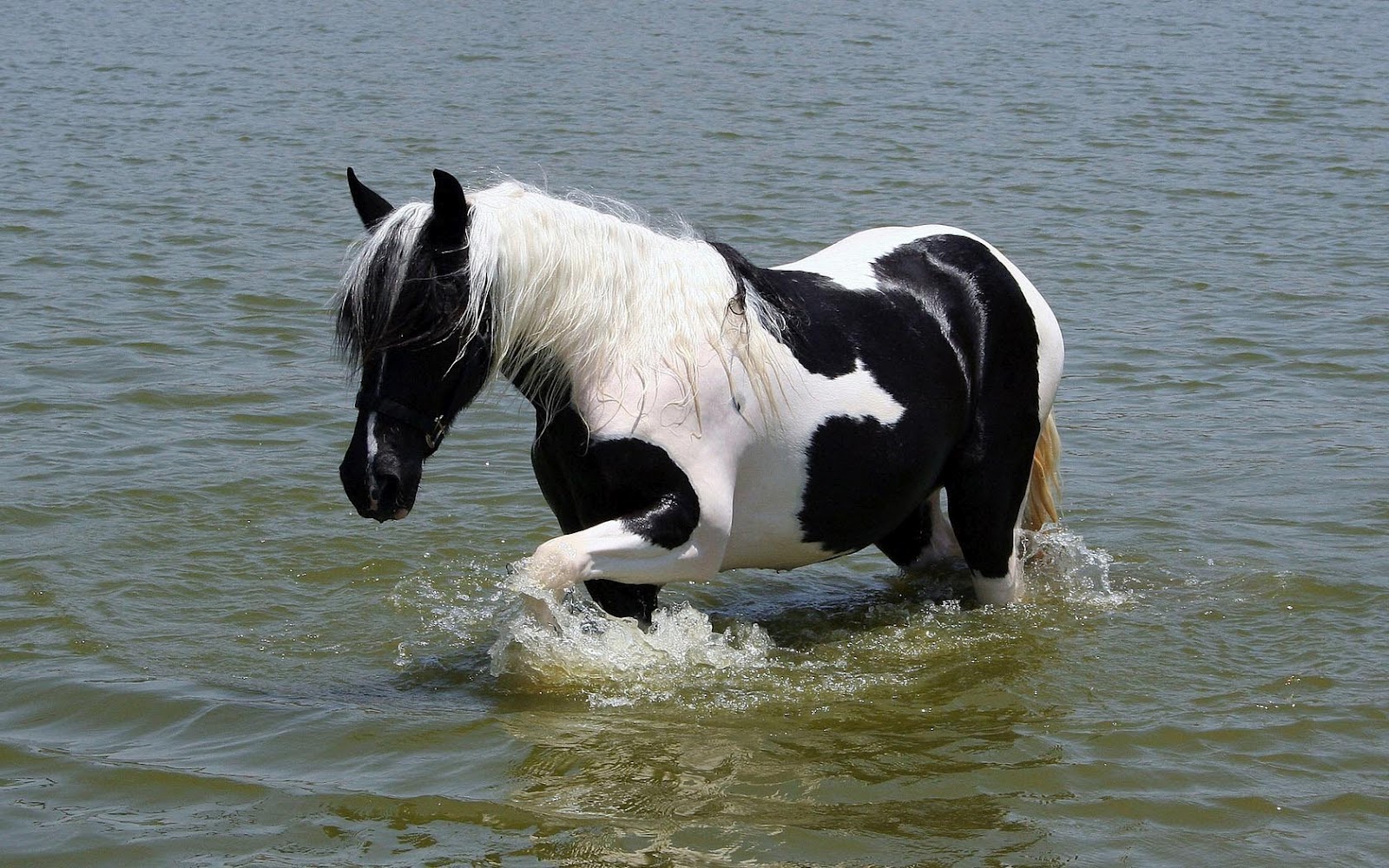 Met Een Zwart Wit Paard In Het Water HD Paarden Wallpaper Foto Jpg