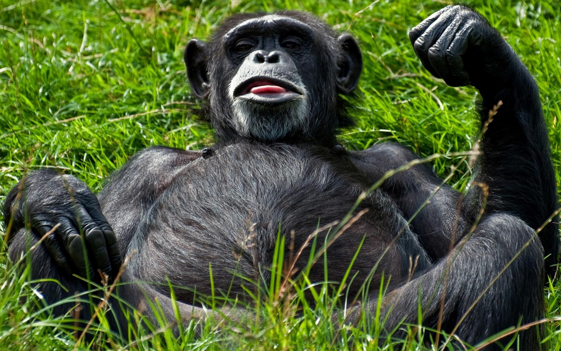  40 Funny Chimpanzee Wallpapers WallpaperSafari