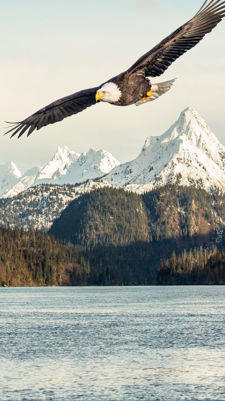 Eagle HD Phone Wallpaper Top Background