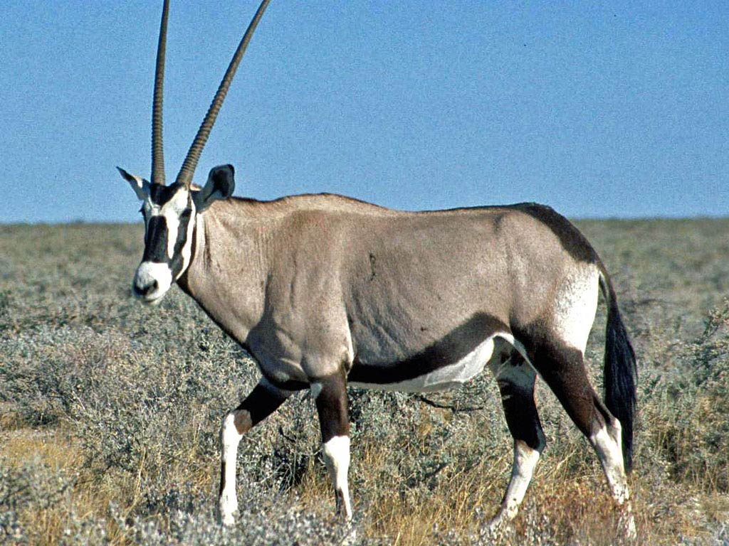 Oryx Wallpaper Animals Town