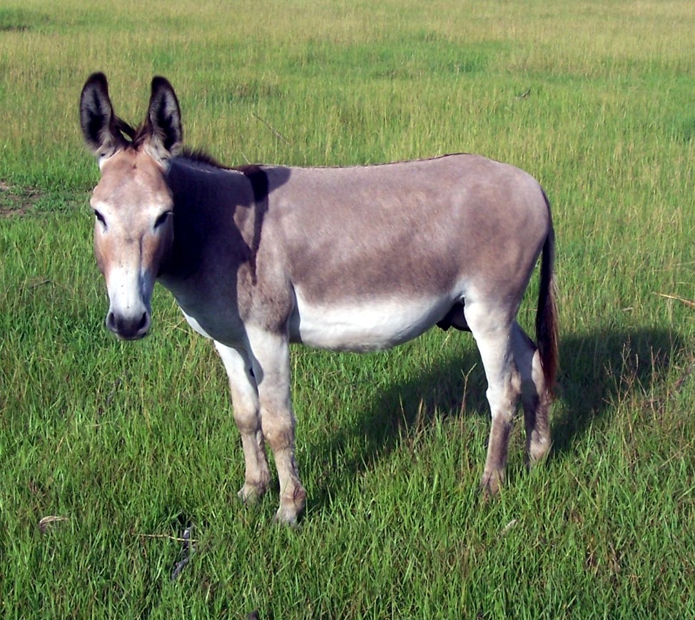 48+] Donkey Wallpaper for Computer on