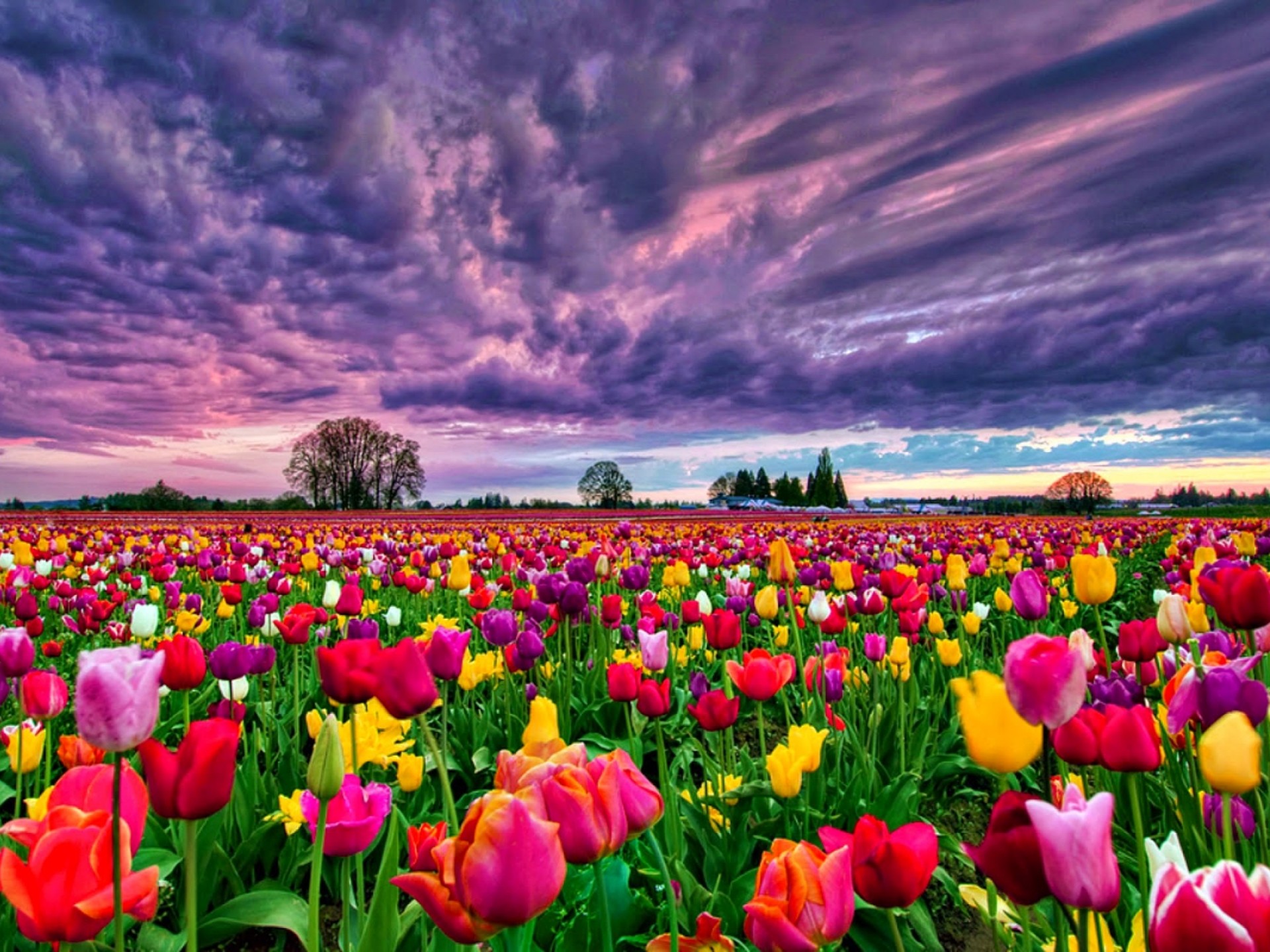 Tulips Field At Sunset Desktop Background Wallpaper13