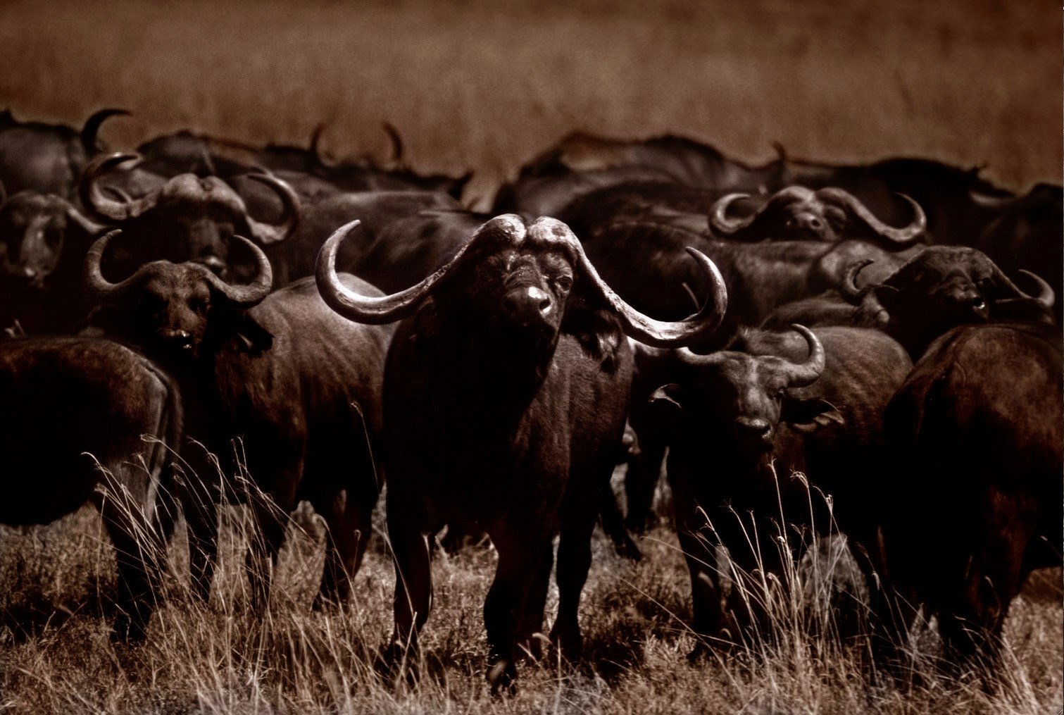 A herd of African buffalo standing in a field of dry grass