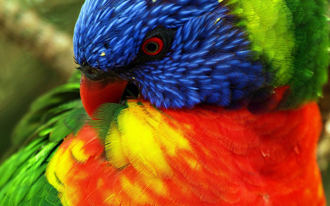 Parrots large size close up wall 12 Animal Wallpapers   Free