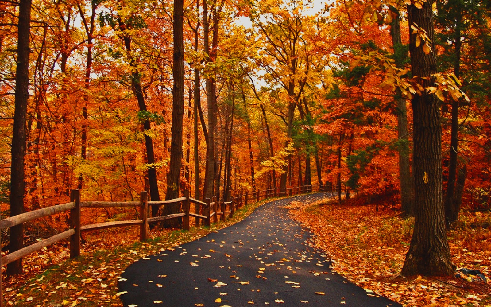 Autumn Road Nice Leaves Pretty Landscape Colors HD Wallpaper