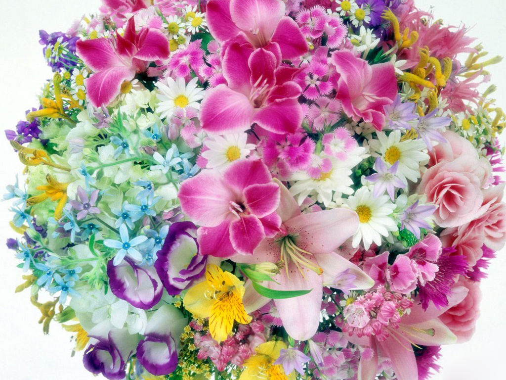 Exotic Colorful Flowers Desktop Background 1024x768 pixel Popular HD
