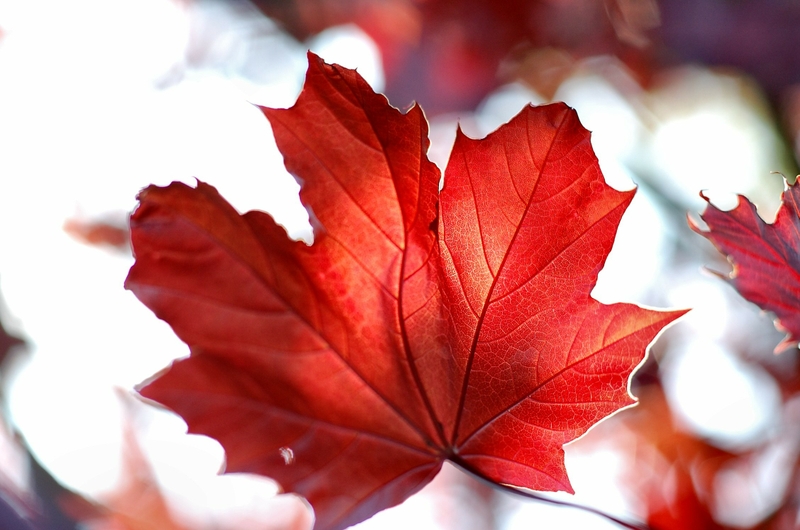Red Sun Leaves Canada Maple Leaf Wallpaper