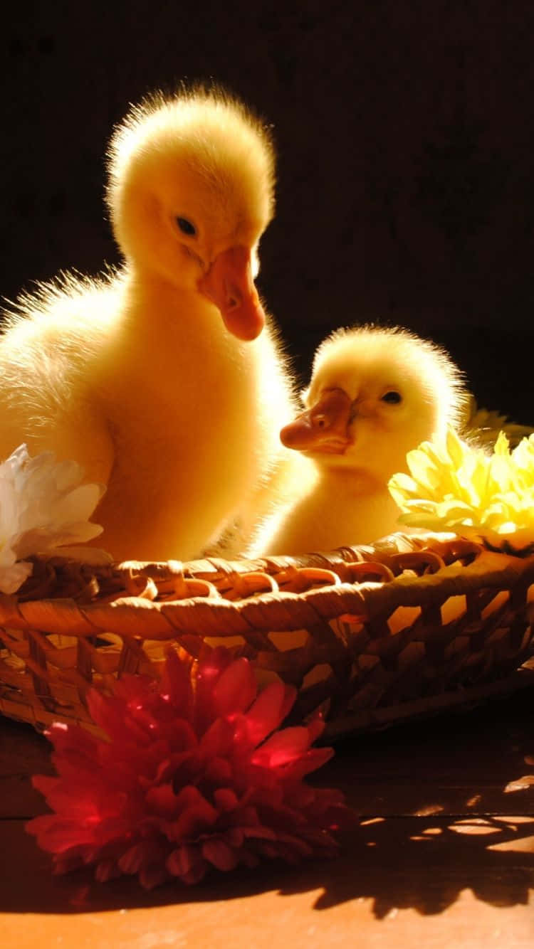 Baby Duck Background Wallpaper