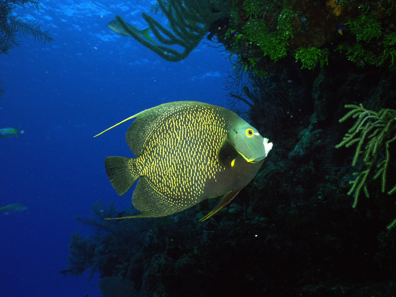 Beautiful Fishes Wallpaper Picture