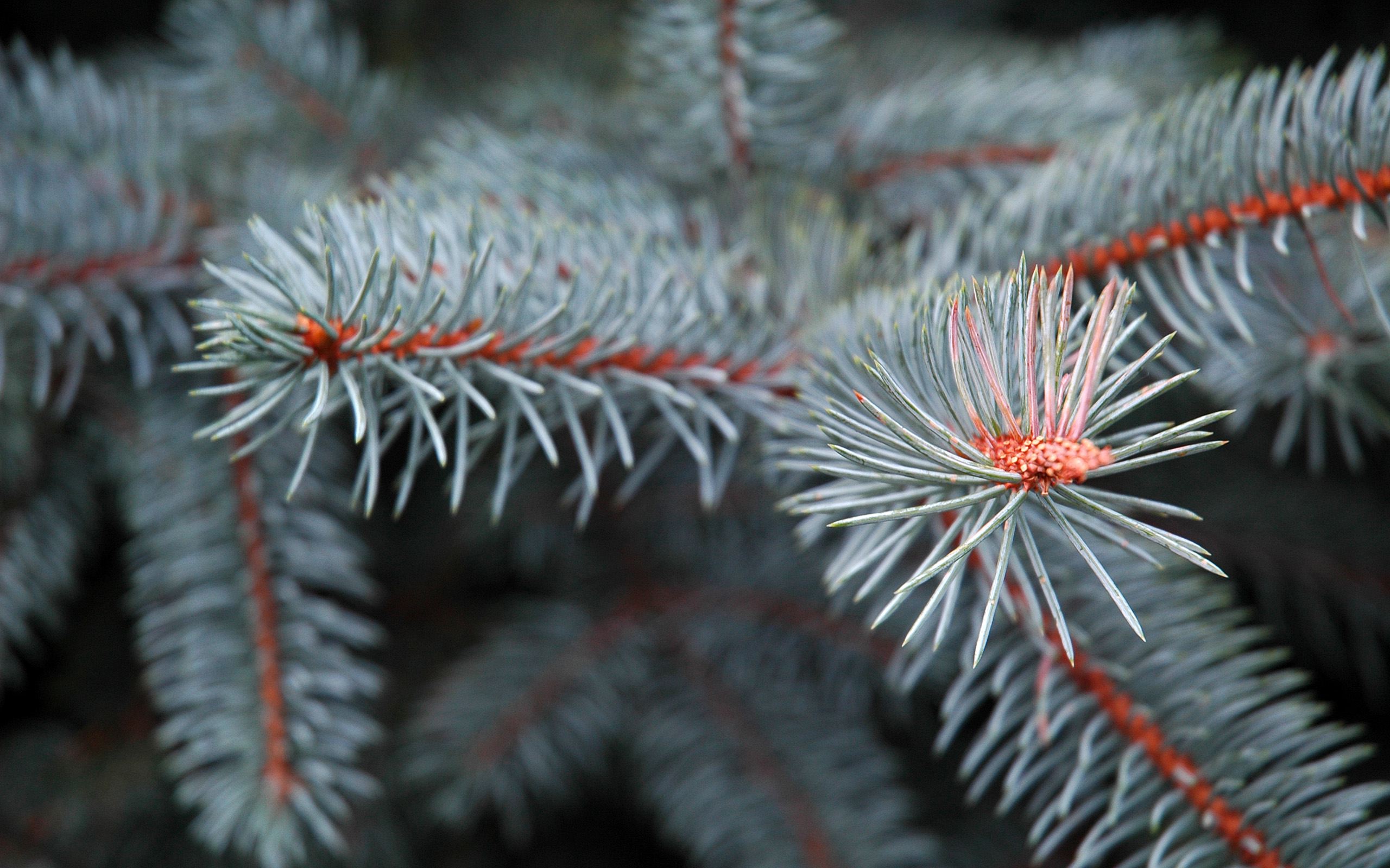 Pine Tree Wallpapers and Background Images   stmednet