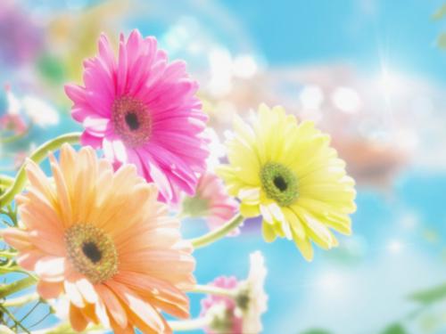 Flower Art Daisy Colorful 1366x768 Widescreen Wallpaper