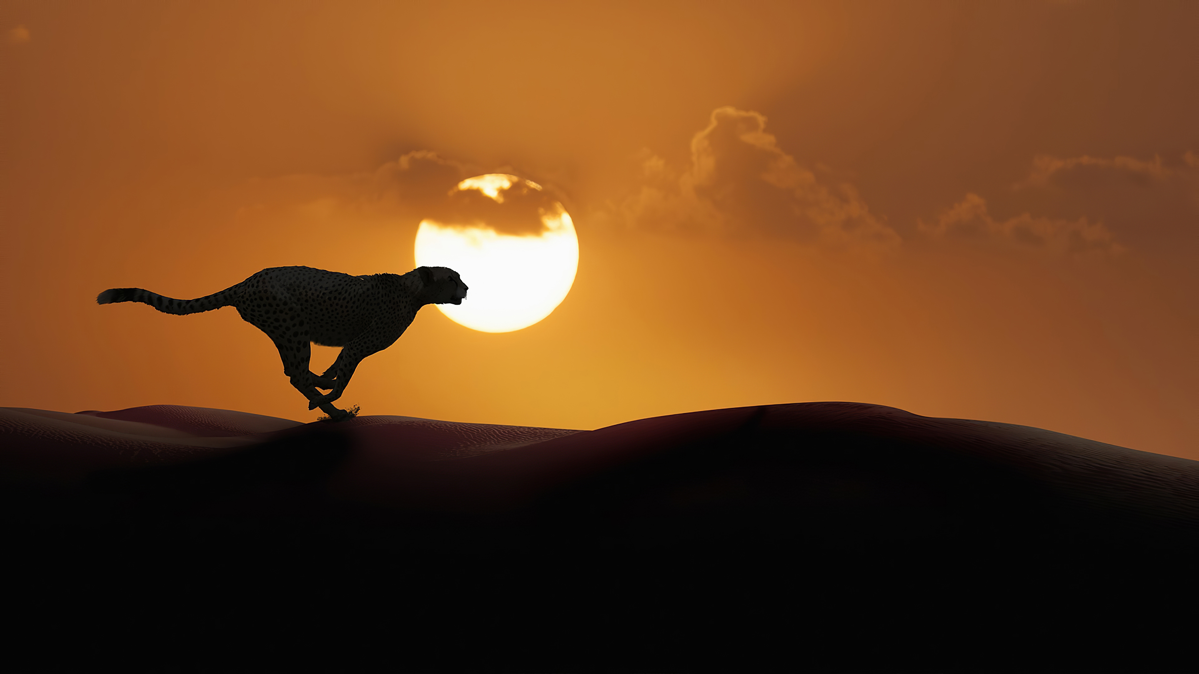 Cheetah Running 4k Wallpaper HD Animals Image Photos And
