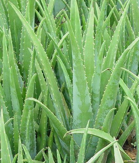 Aloe Vera Picture Trees And Flowers Pictures