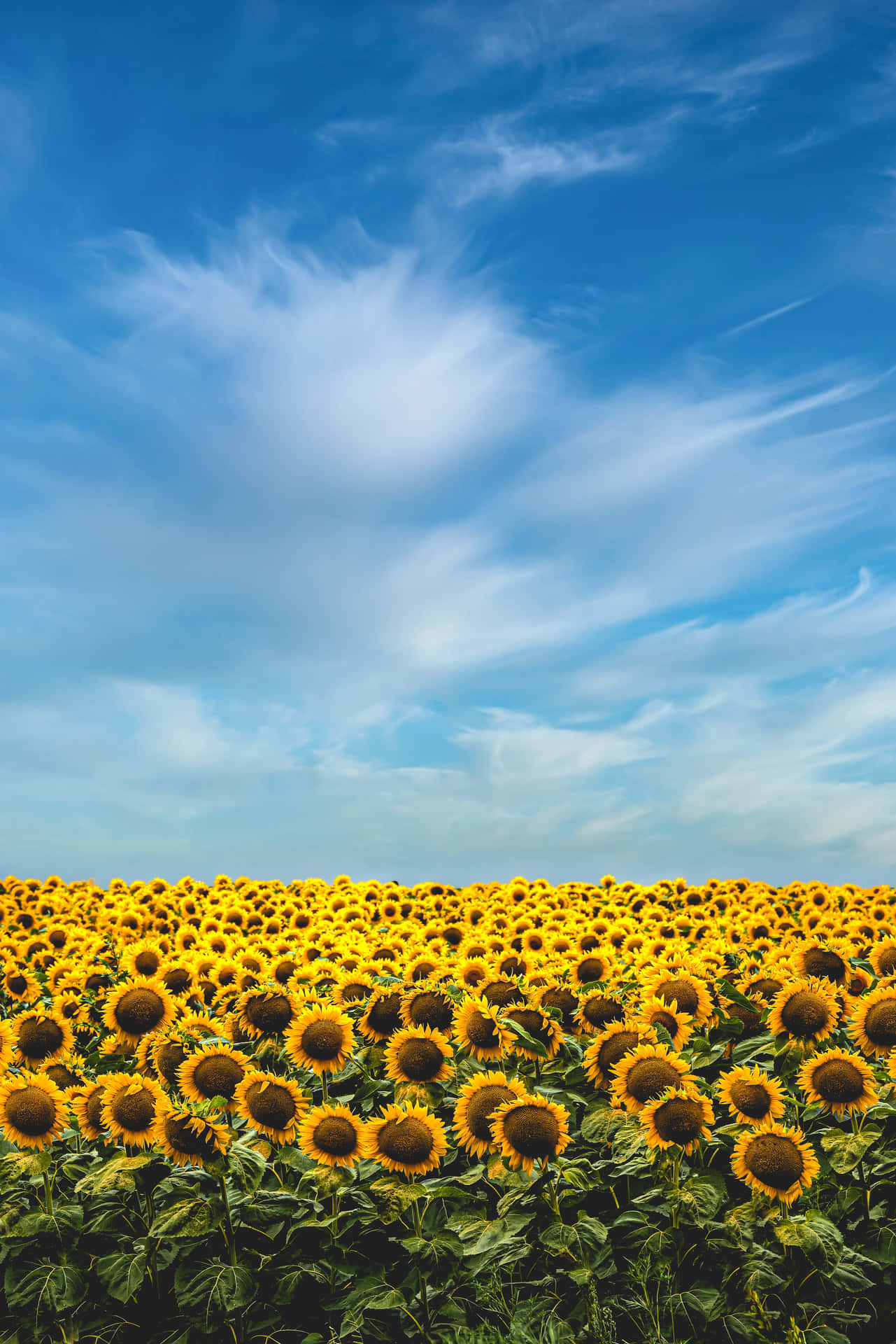 A Beautiful Yellow Sunflower With Detailed Aesthetic Wallpaper