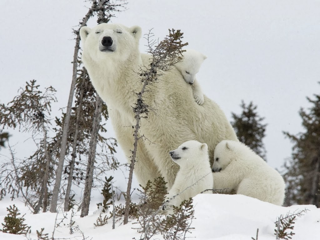 Happy Polar Bear Family Wallpaper For Desktop X