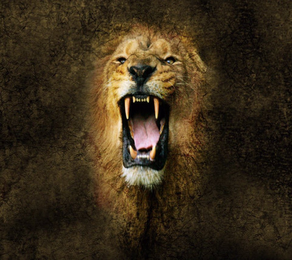 Angry Lion iPhone Wallpaper Android