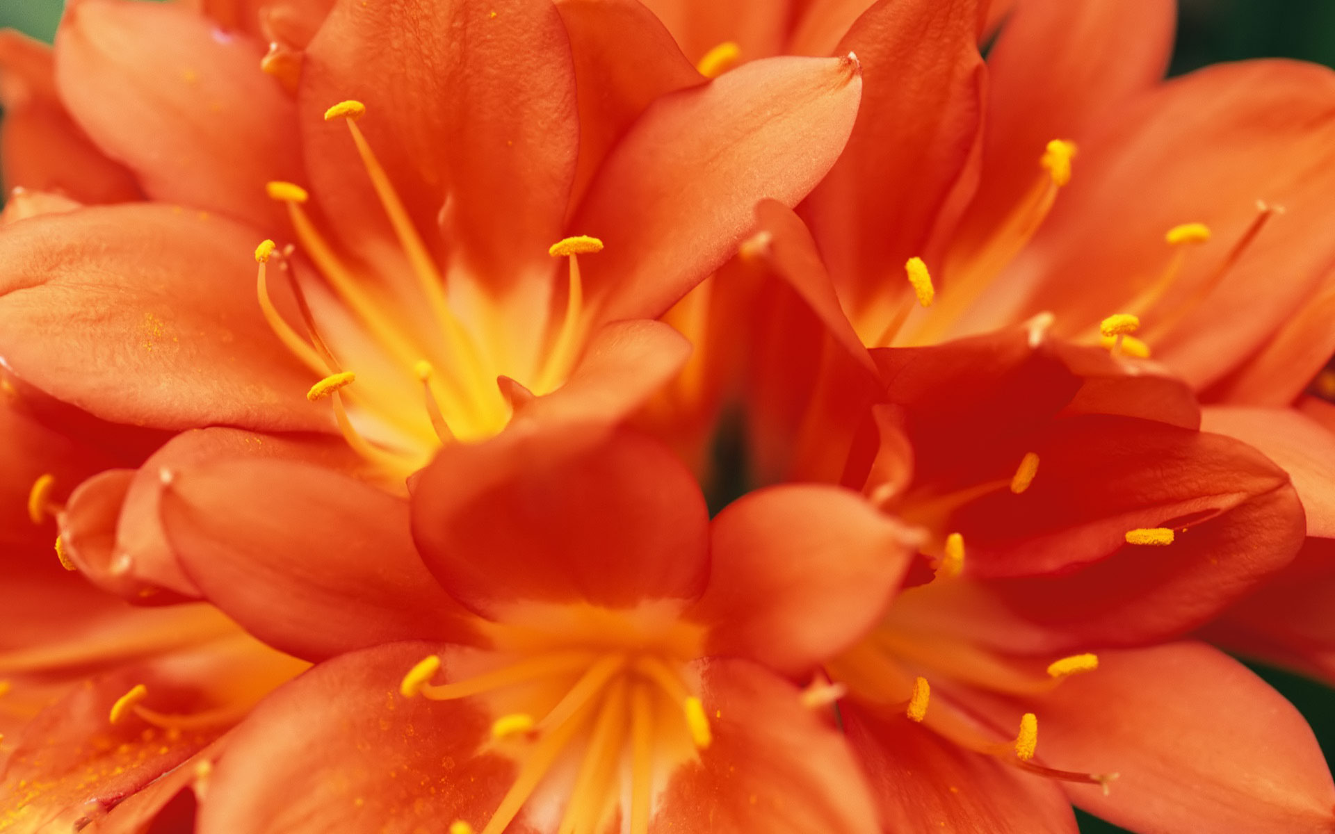 Orange Lilies Wallpaper