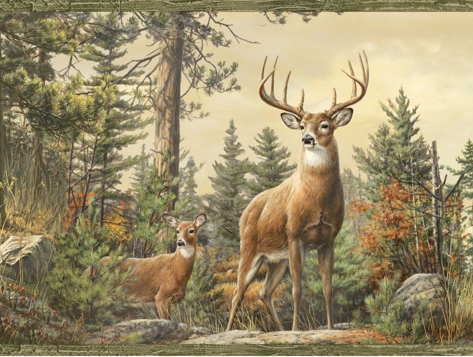 Whitetail Crest Deer Wallpaper Border Htm48461b