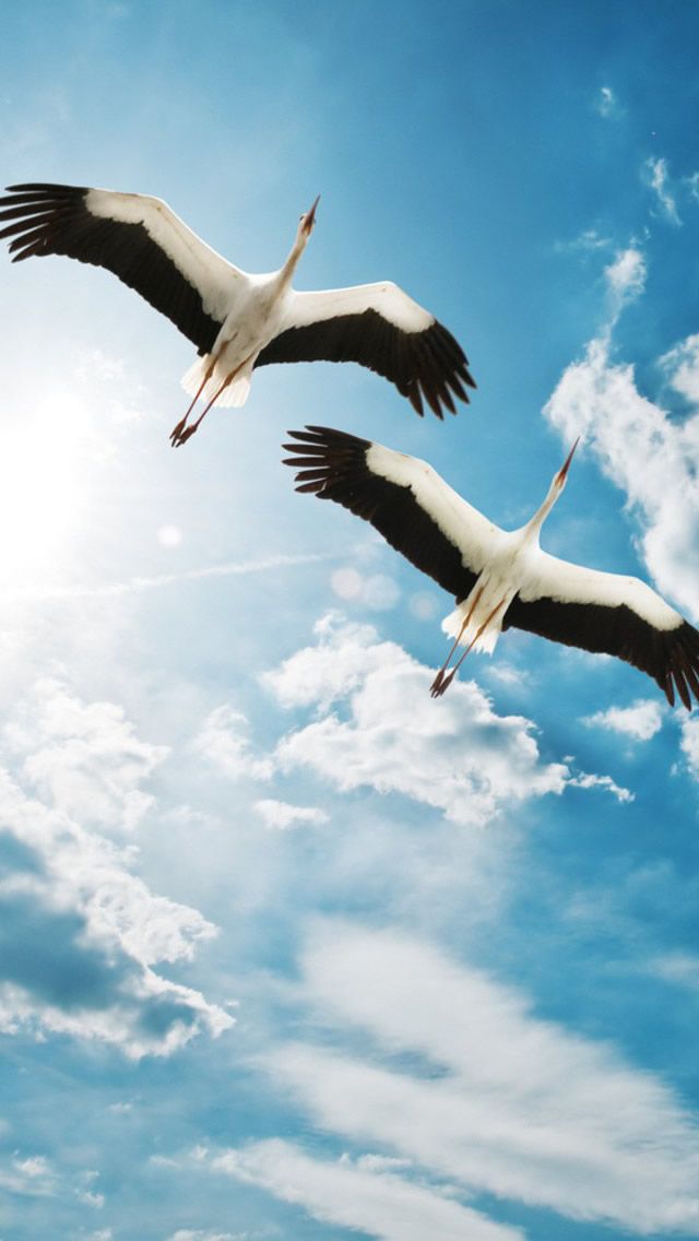 Storks Bird Flying In The Sky HD Version From