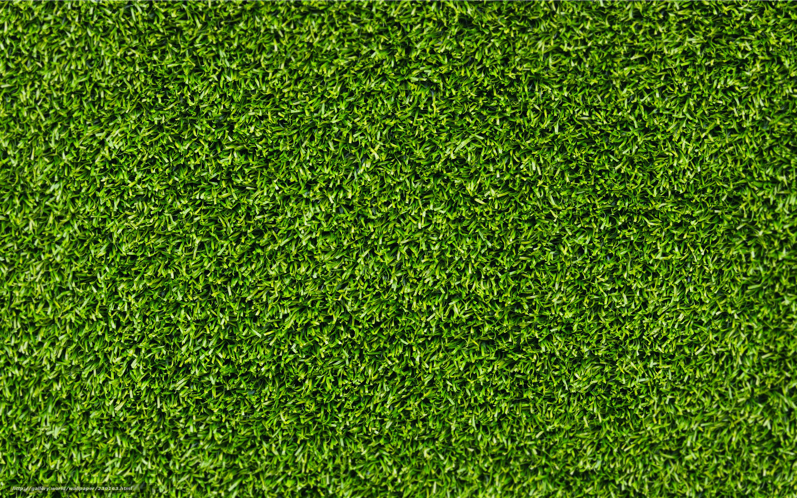 Wallpaper Grass Background Close Up Photo