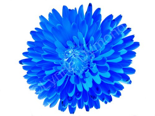 Blue Flower on White Flickr   Photo Sharing 500x375