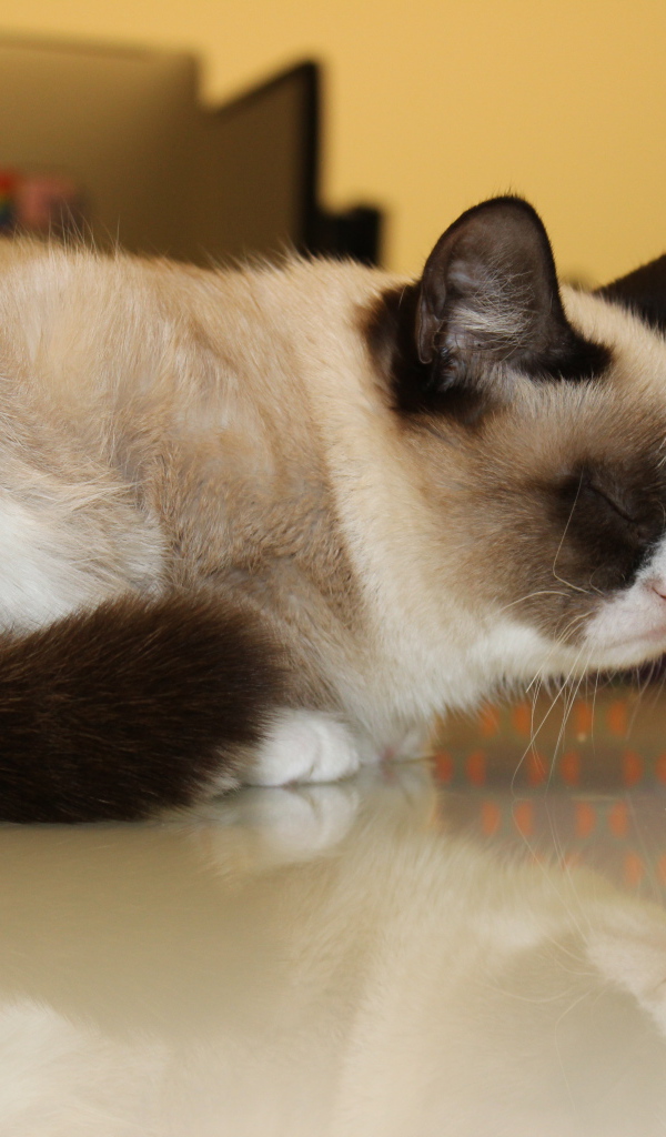 Sleeping grumpy kitty Desktop wallpapers 600x1024