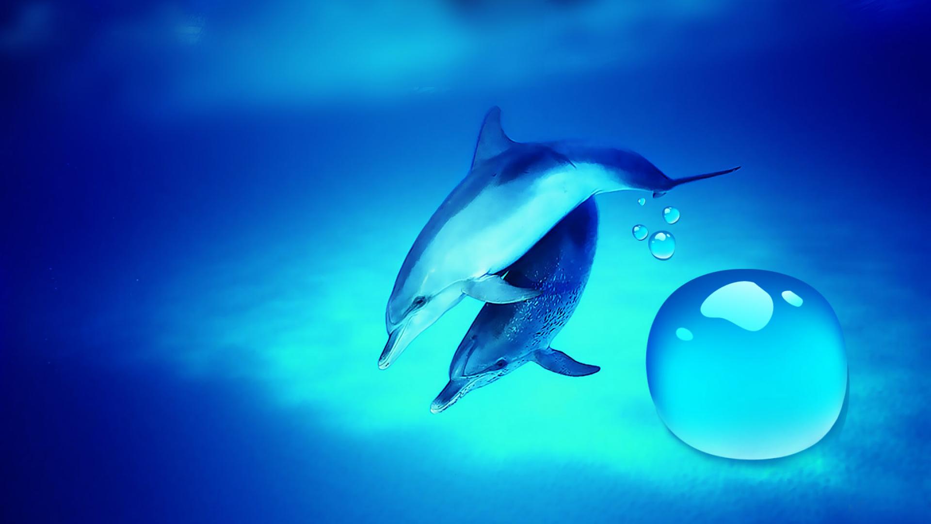 Dolphin Desktop Wallpaper HD In Animals Imageci