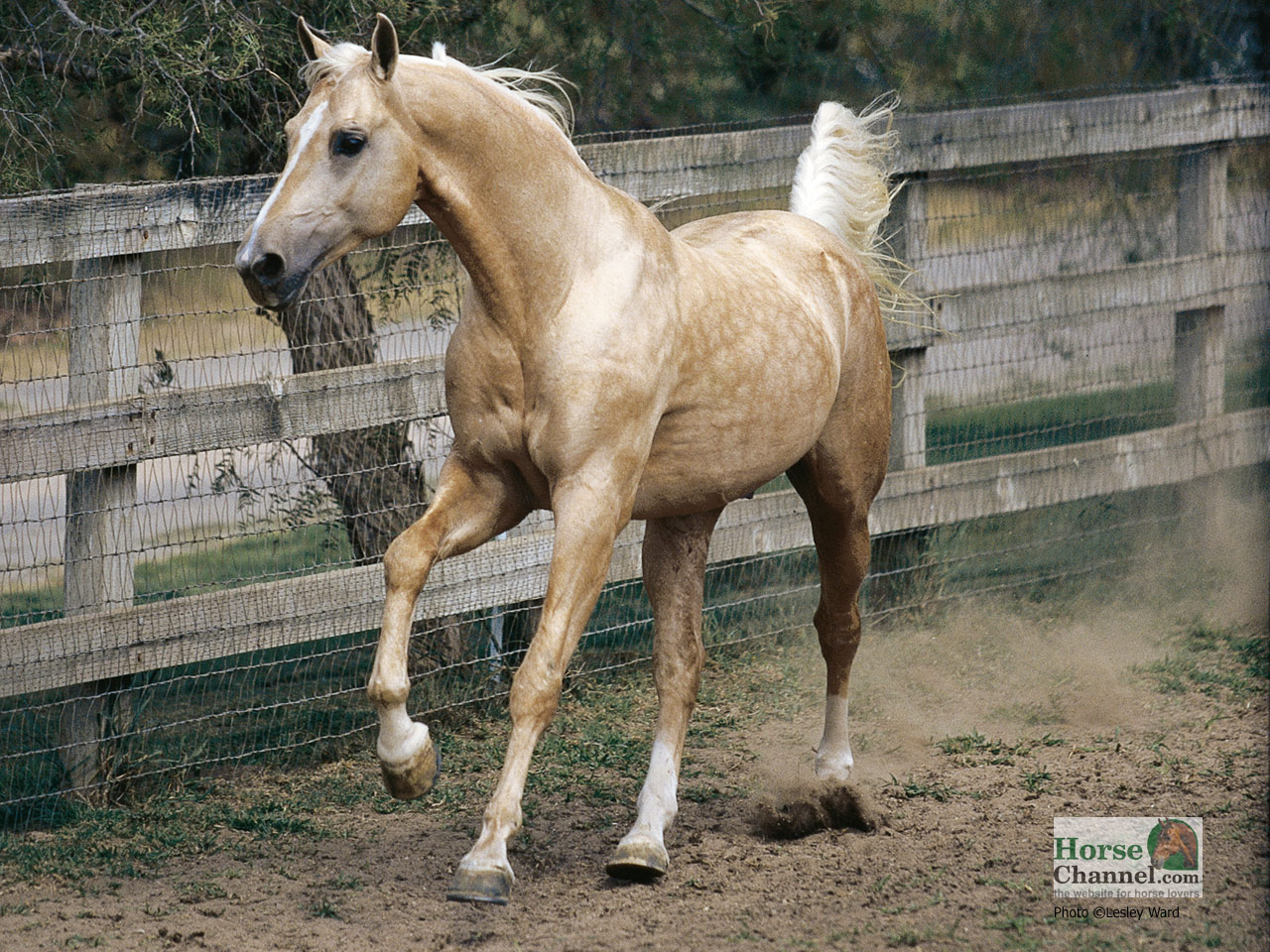Palomino Quarter Horse Wallpaper In Pet Category
