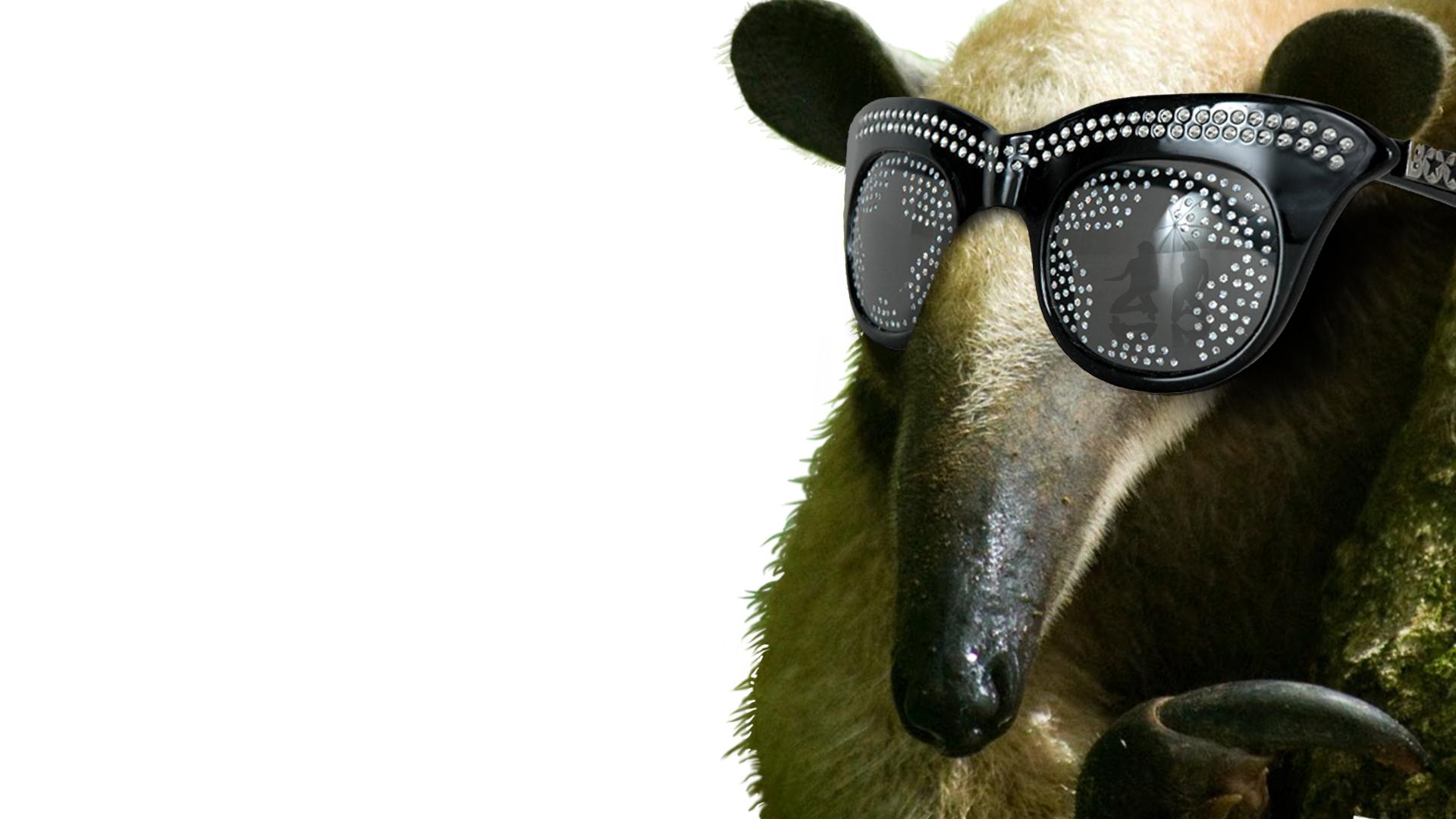 Sloth With Glasses For