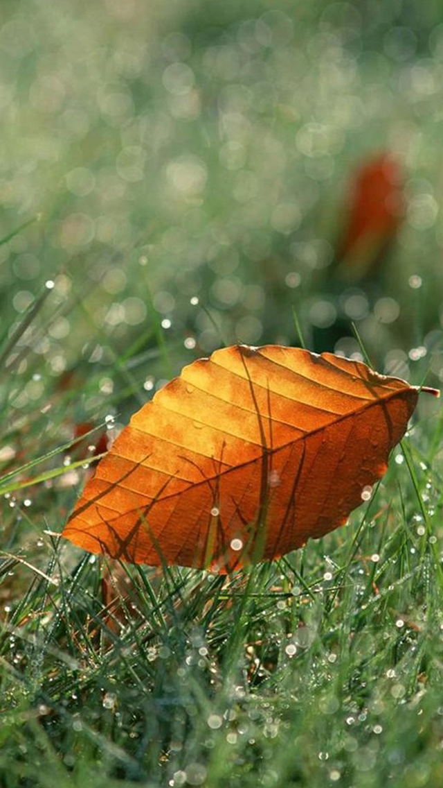 Macro Orange Leaf On Dew Grassland iPhone Wallpaper